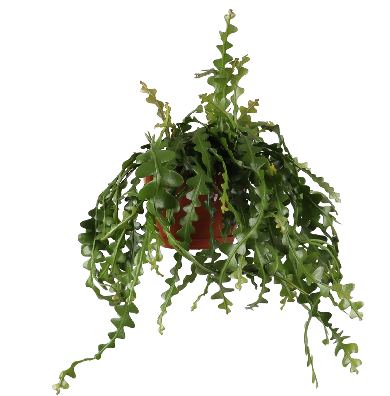 Epiphyllum anguliger (Sägeblattkaktus) (M)