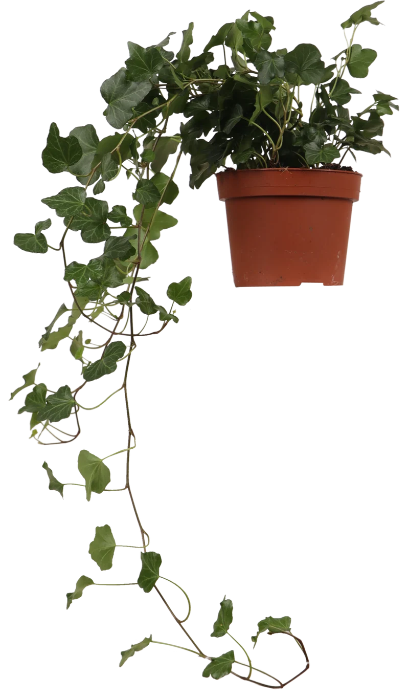 Hedera Helix Wonder (Efeu) (S)