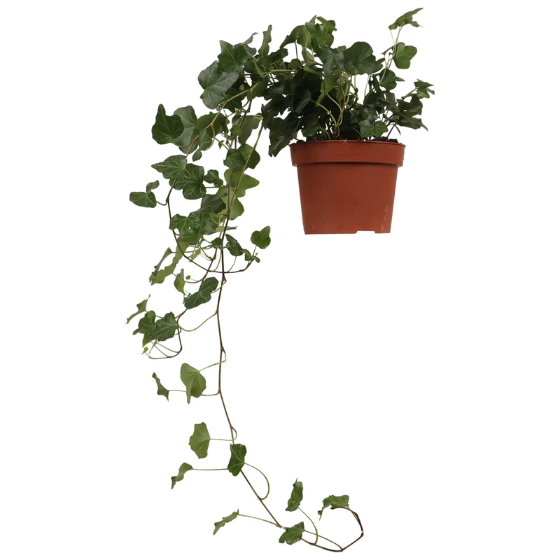 Hedera Helix Wonder (Efeu) (S)
