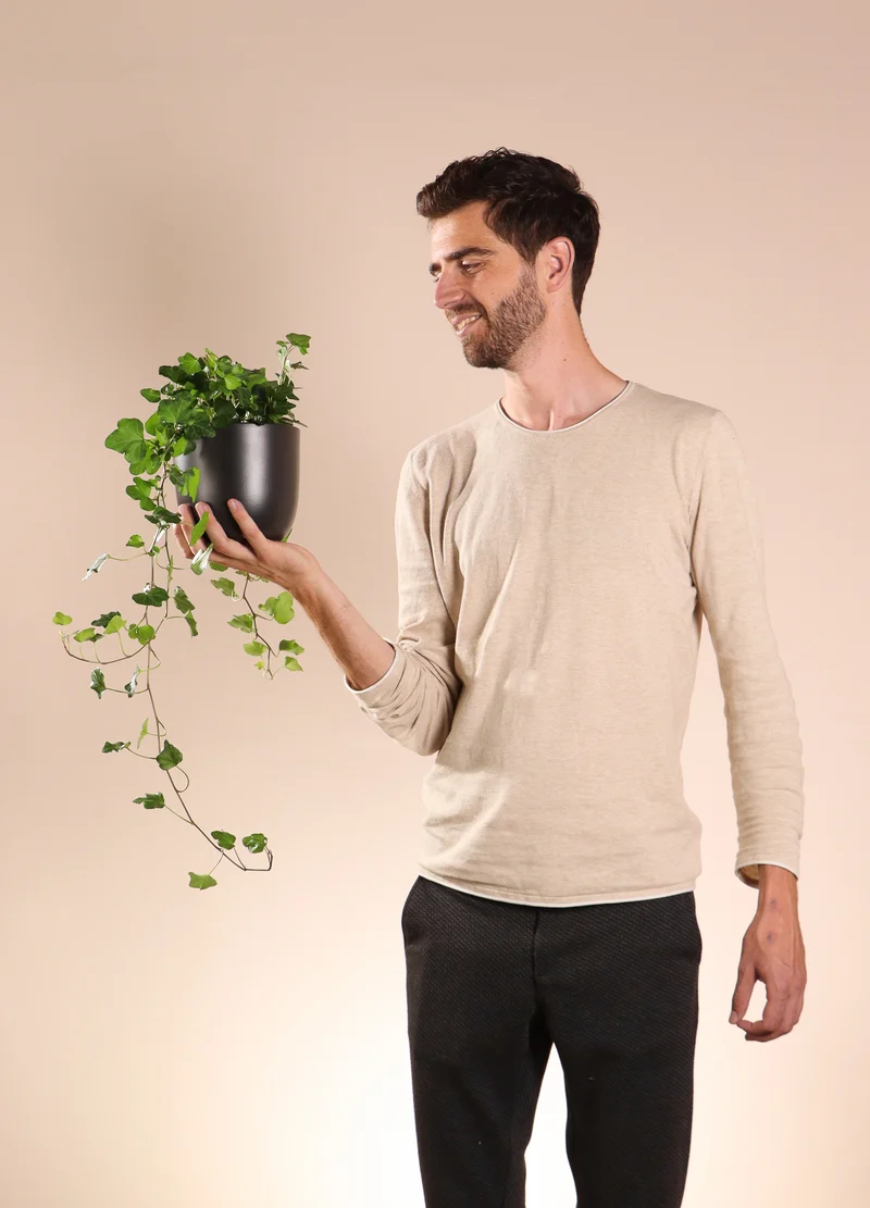 Hedera Helix Wonder (Efeu) (S)