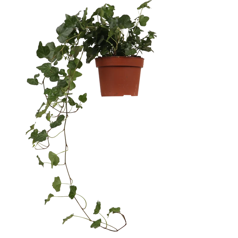 Hedera Helix Wonder (Efeu) (S)