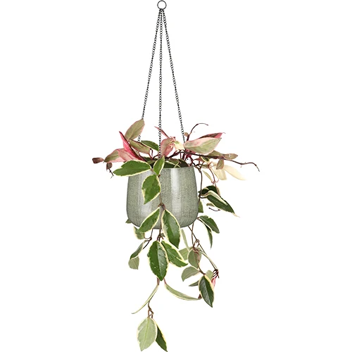 Hoya Carnosa Flamingo Dream (Wachsblume) (S)