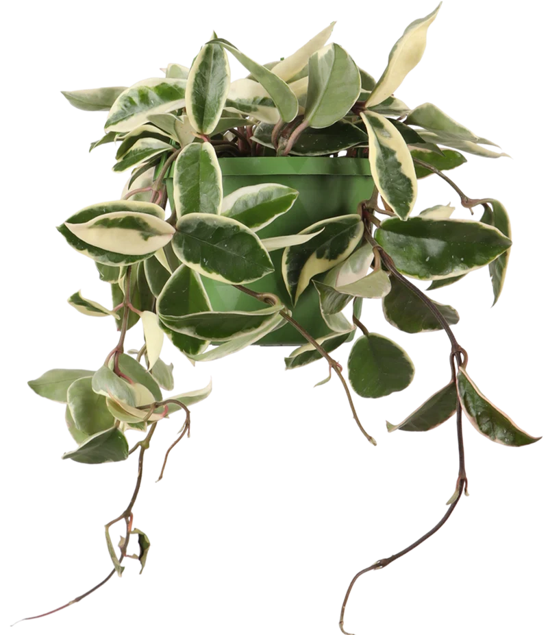 Hoya Carnosa Flamingo Dream (Wachsblume) (S)
