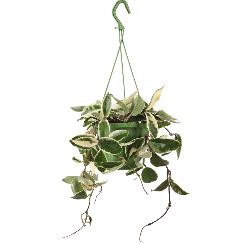 Hoya Carnosa Flamingo Dream (Wachsblume) (S)