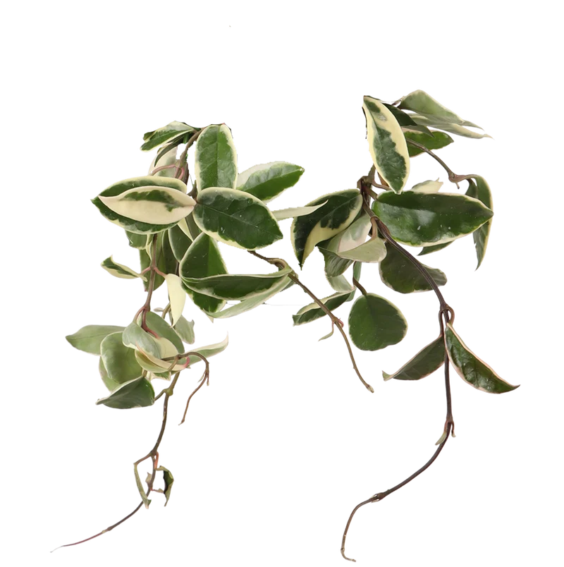 Hoya Carnosa Flamingo Dream (Wachsblume) (S)