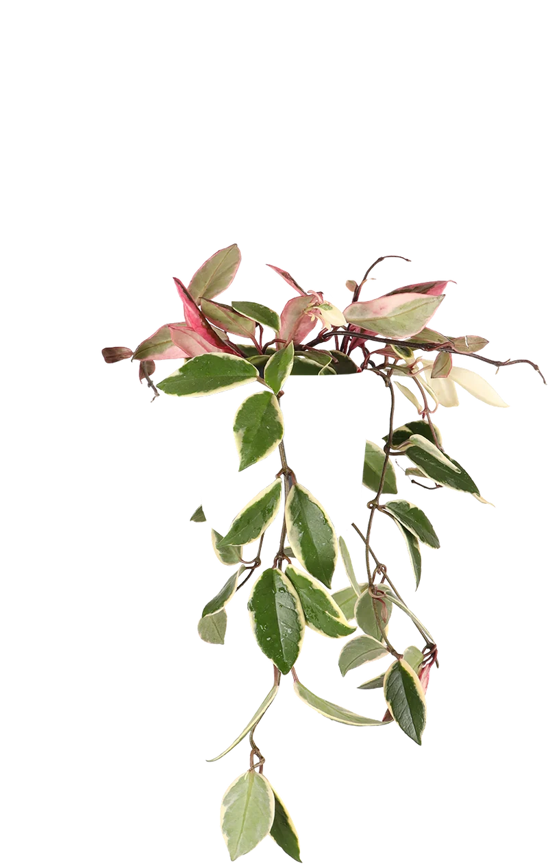 Hoya Carnosa Flamingo Dream (Wachsblume) (S)