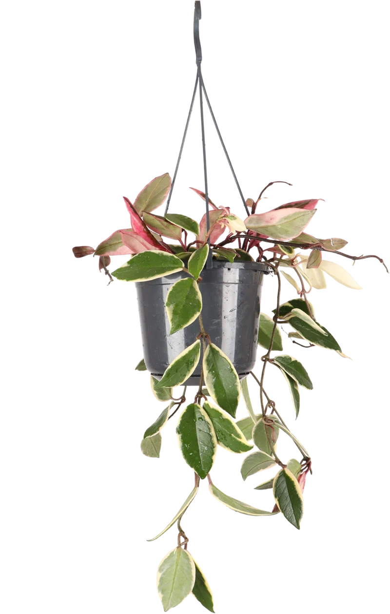 Hoya Carnosa Flamingo Dream (Wachsblume) (S)