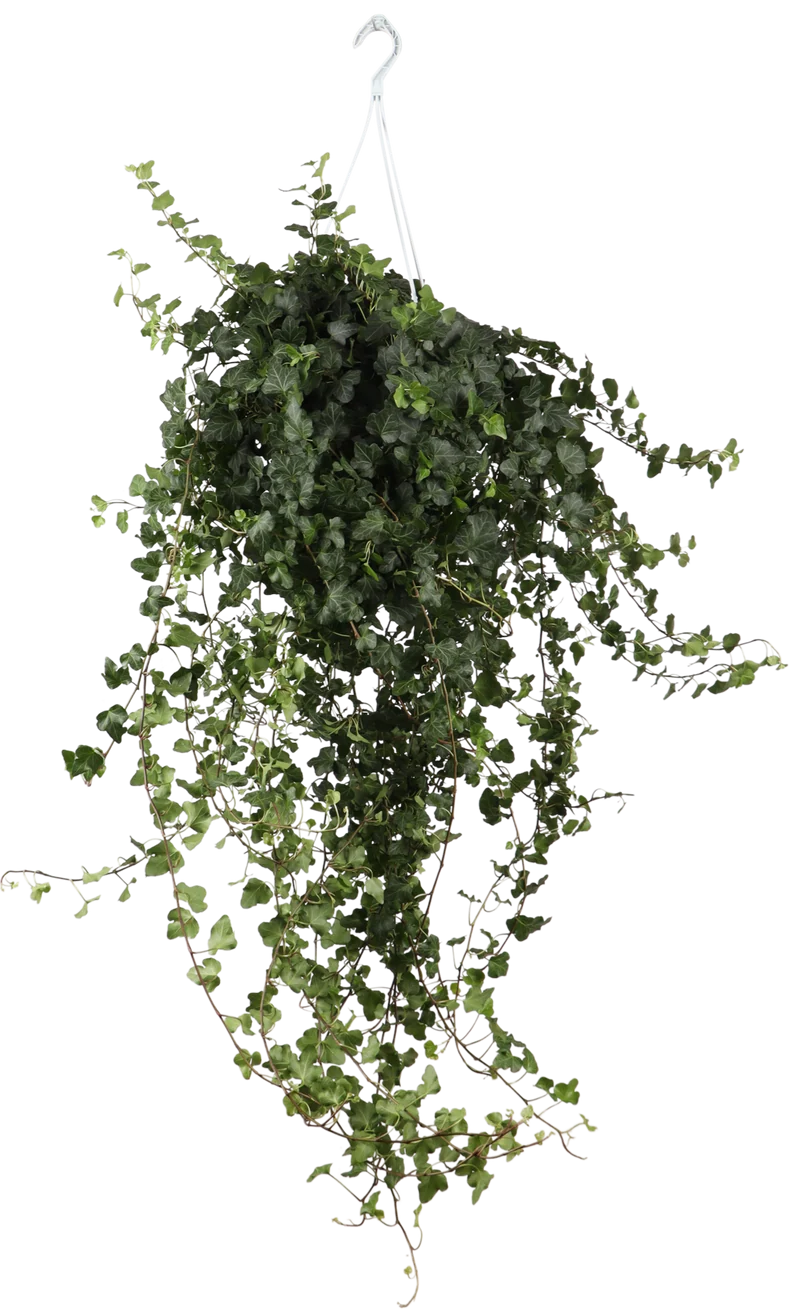 Hedera Helix Wonder (Efeu) (L)