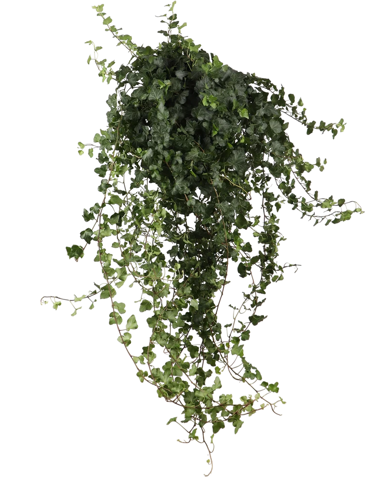 Hedera Helix Wonder (Efeu) (L)
