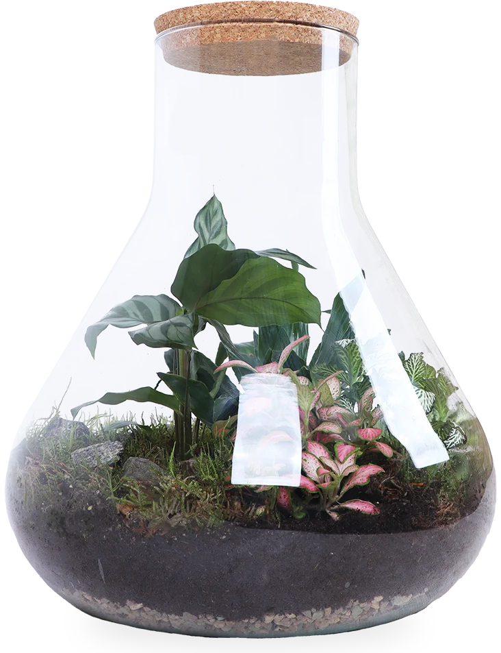 Terrarium Erlenmeyer (Flaschengarten) (L)