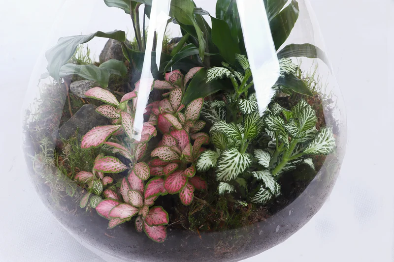 Terrarium Erlenmeyer (Flaschengarten) (L)