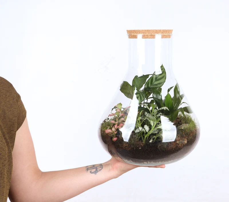 Terrarium Erlenmeyer (Flaschengarten) (L)
