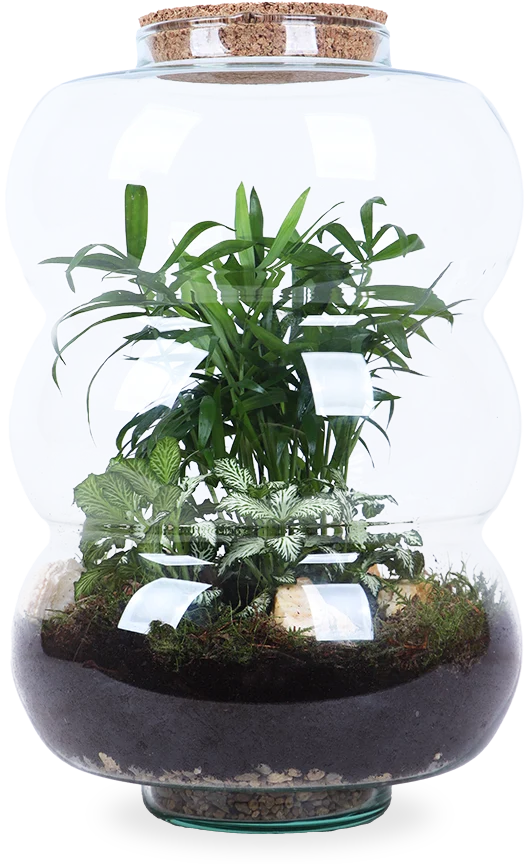 Terrarium Rundungen (Flaschengarten) (L)