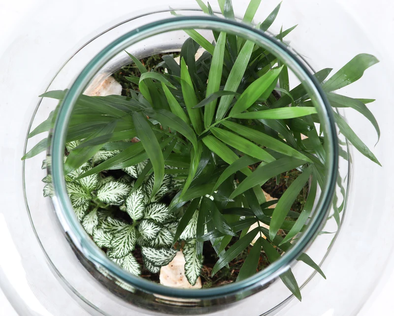 Terrarium Rundungen (Flaschengarten) (L)