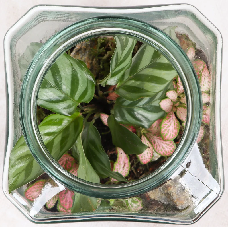 Terrarium quadratisch (Flaschengarten) (S)