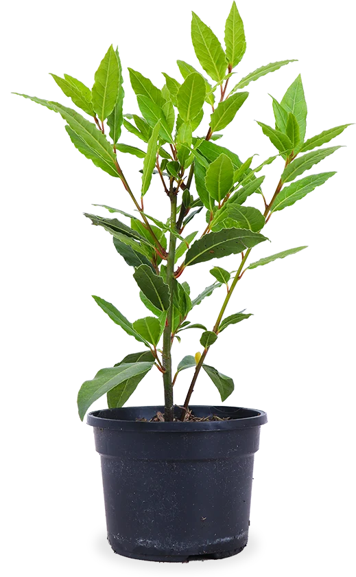 Lorbeer (Laurus nobilis)