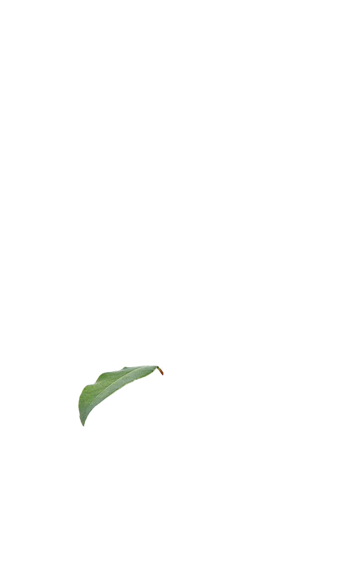Lorbeer (Laurus nobilis)