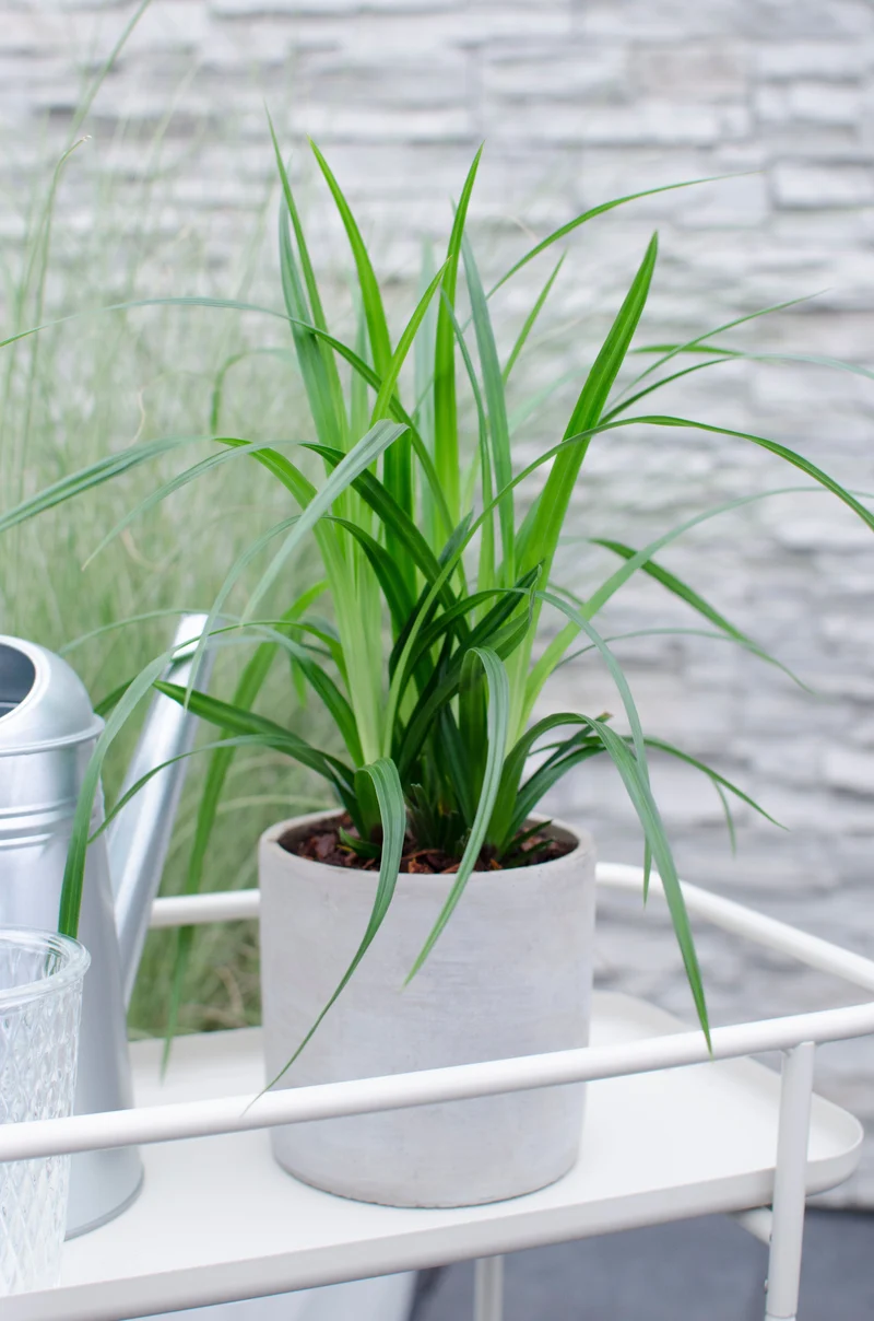 Carex morrowii "irish green" (Japan Segge) (M)