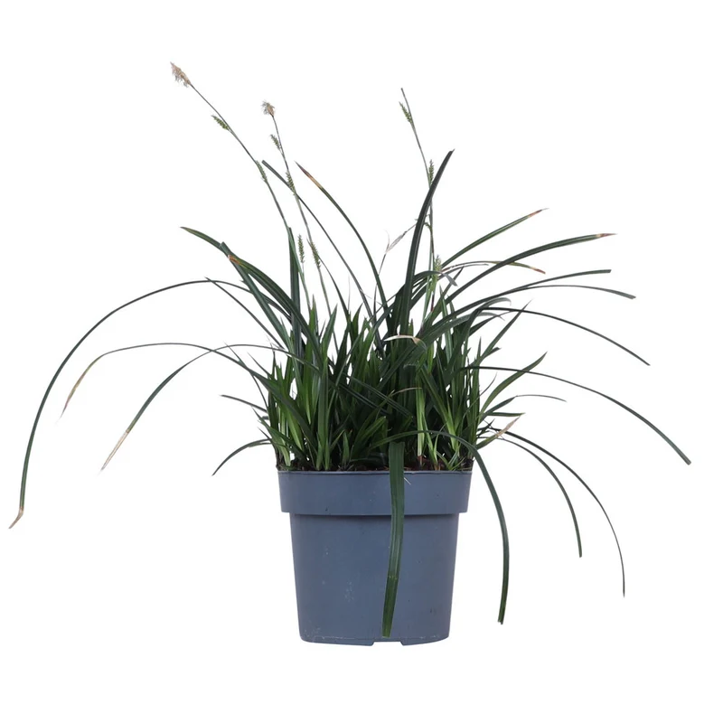 Carex morrowii "irish green" (Japan Segge) (M)