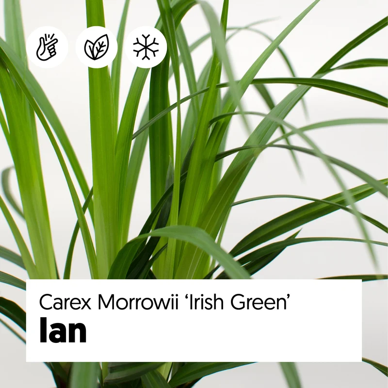 Carex morrowii "irish green" (Japan Segge) (M)