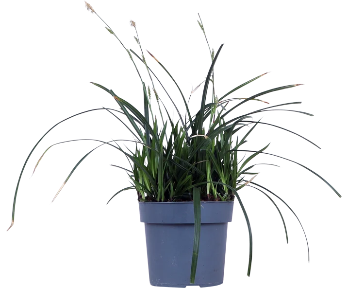 Carex morrowii "irish green" (Japan Segge) (M)