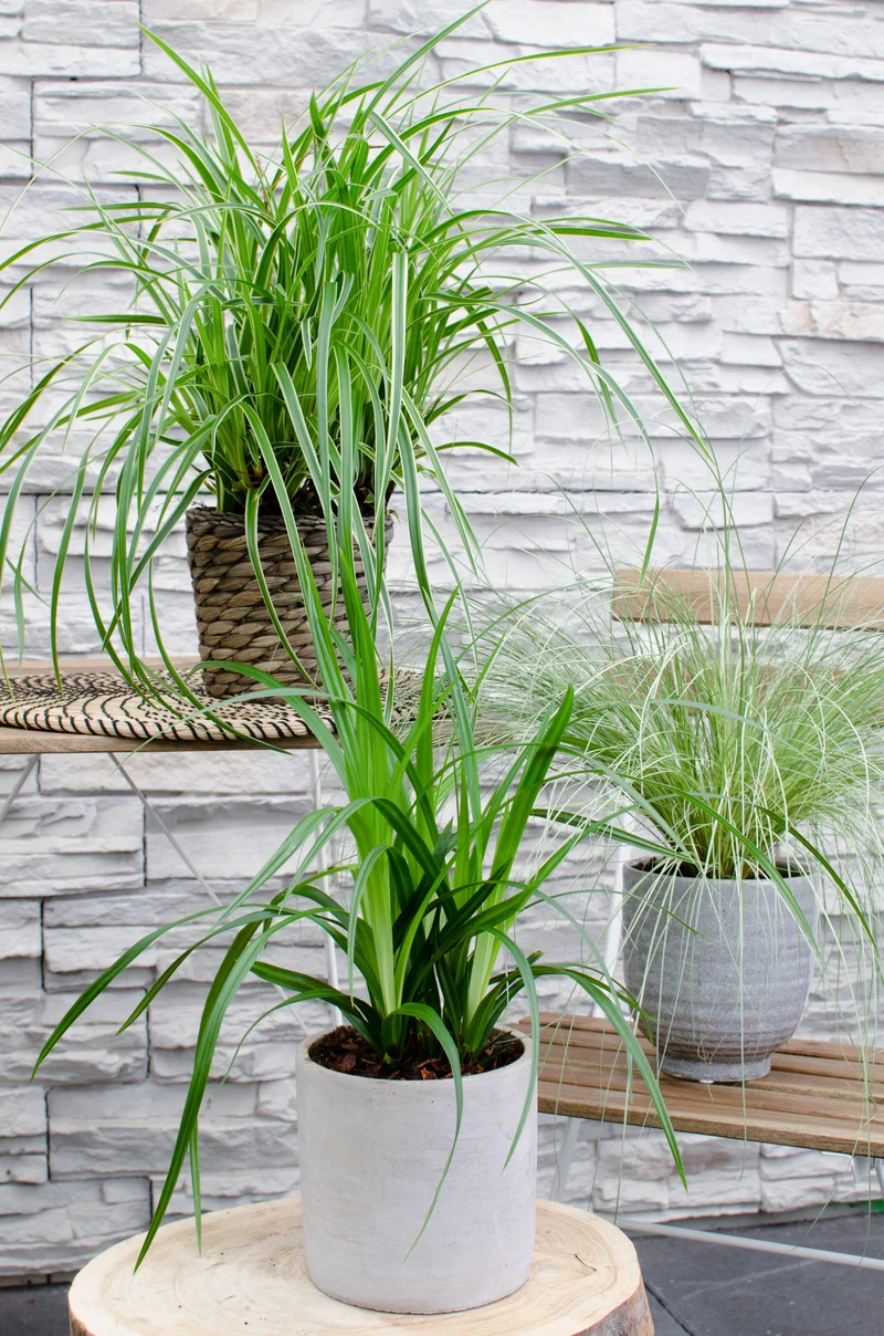 Carex morrowii "irish green" (Japan Segge) (M)