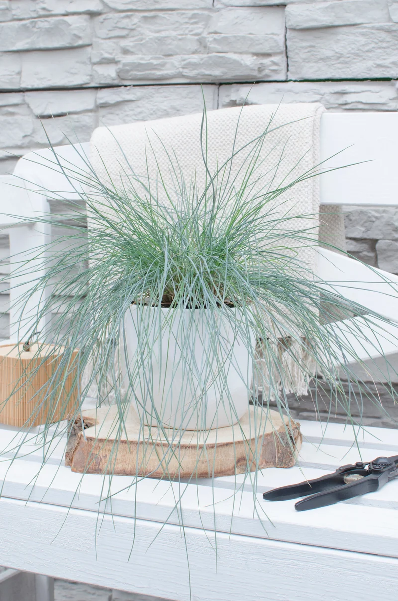 Festuca glauca "azura blue" (Blauschwingel-Gras) (M)