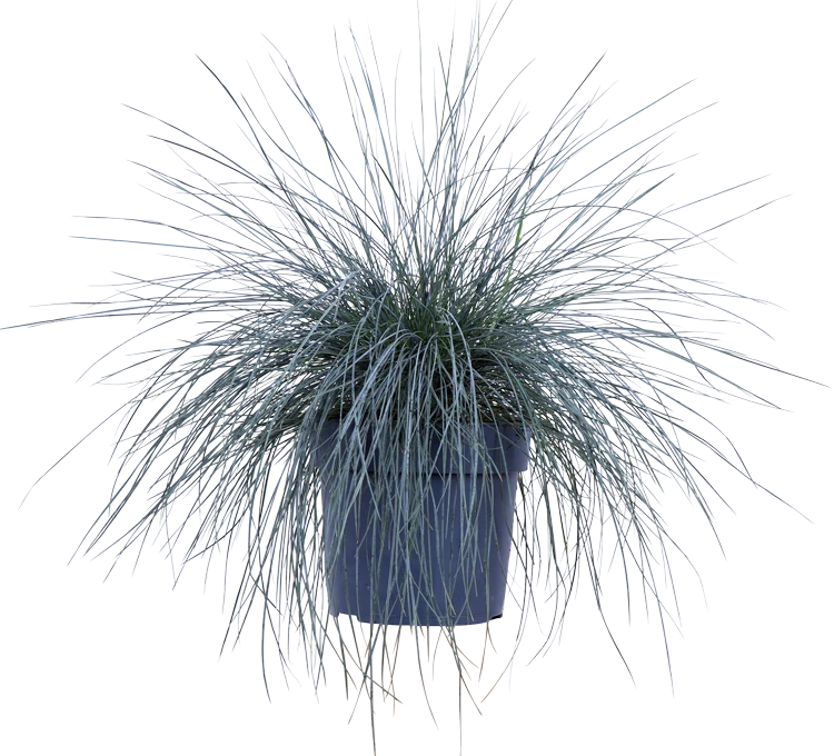 Festuca glauca "azura blue" (Blauschwingel-Gras) (M)