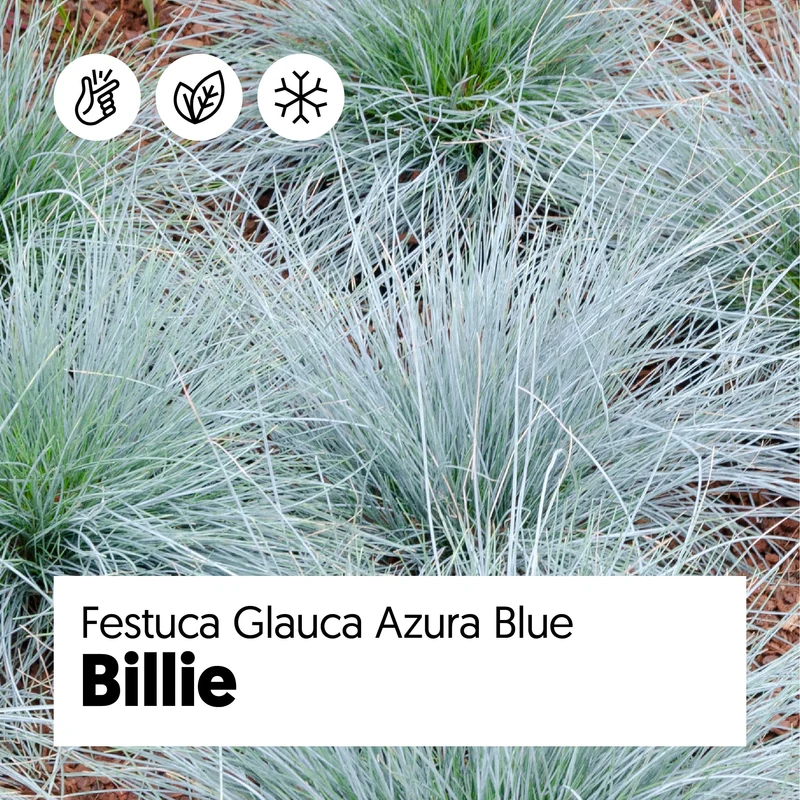 Festuca glauca "azura blue" (Blauschwingel-Gras) (M)