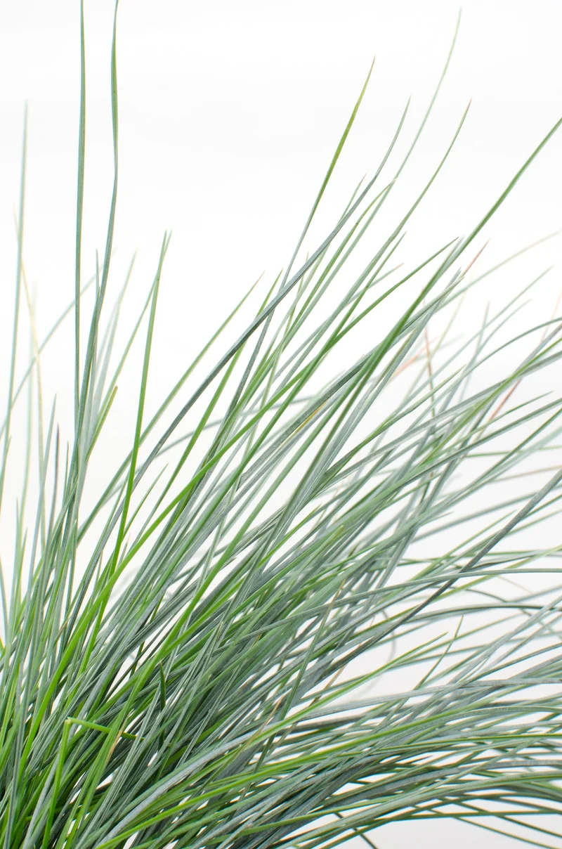Festuca glauca "azura blue" (Blauschwingel-Gras) (M)