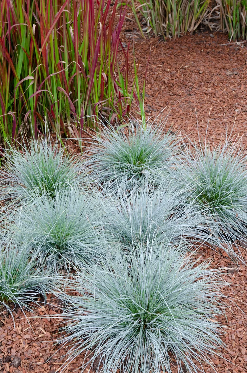 Festuca glauca "azura blue" (Blauschwingel-Gras) (M)