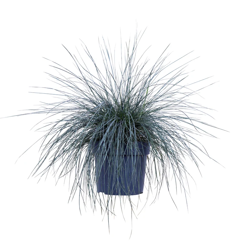 Festuca glauca "azura blue" (Blauschwingel-Gras) (M)