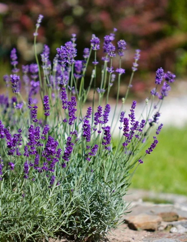 Lavendel (Lavandalu)