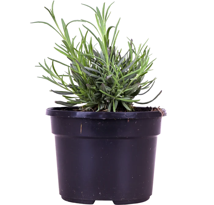 Lavendel (Lavandalu)