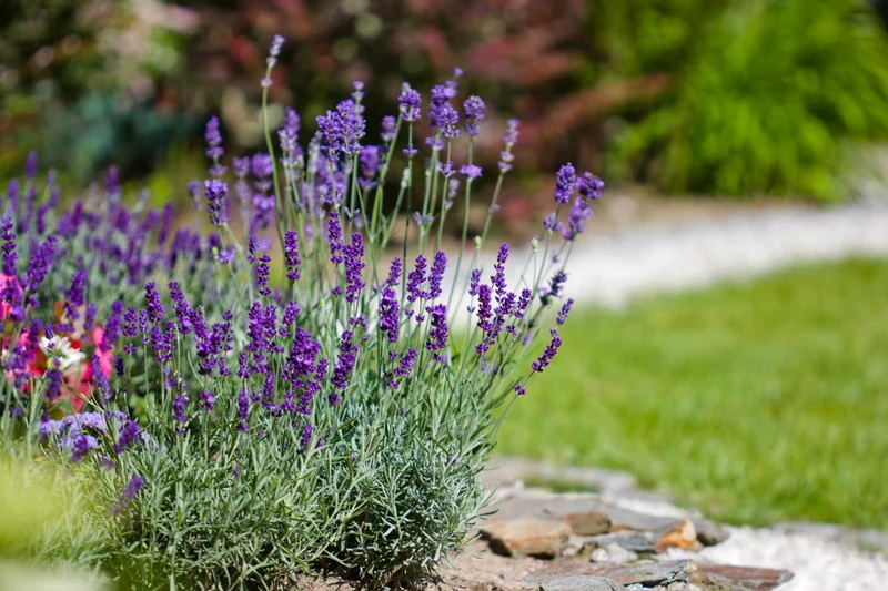 Lavendel (Lavandalu)