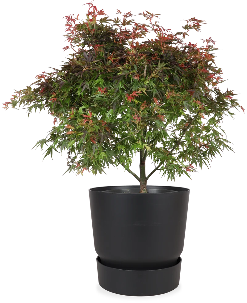 Acer palmatum (Japanischer Fächerahorn) (XL)