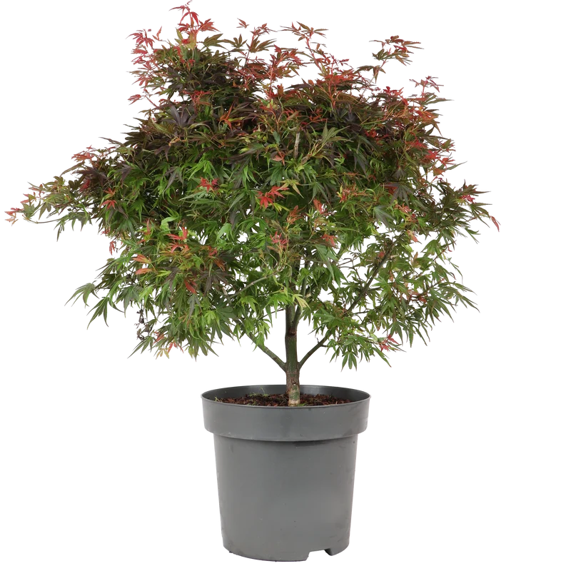Acer palmatum (Japanischer Fächerahorn) (XL)