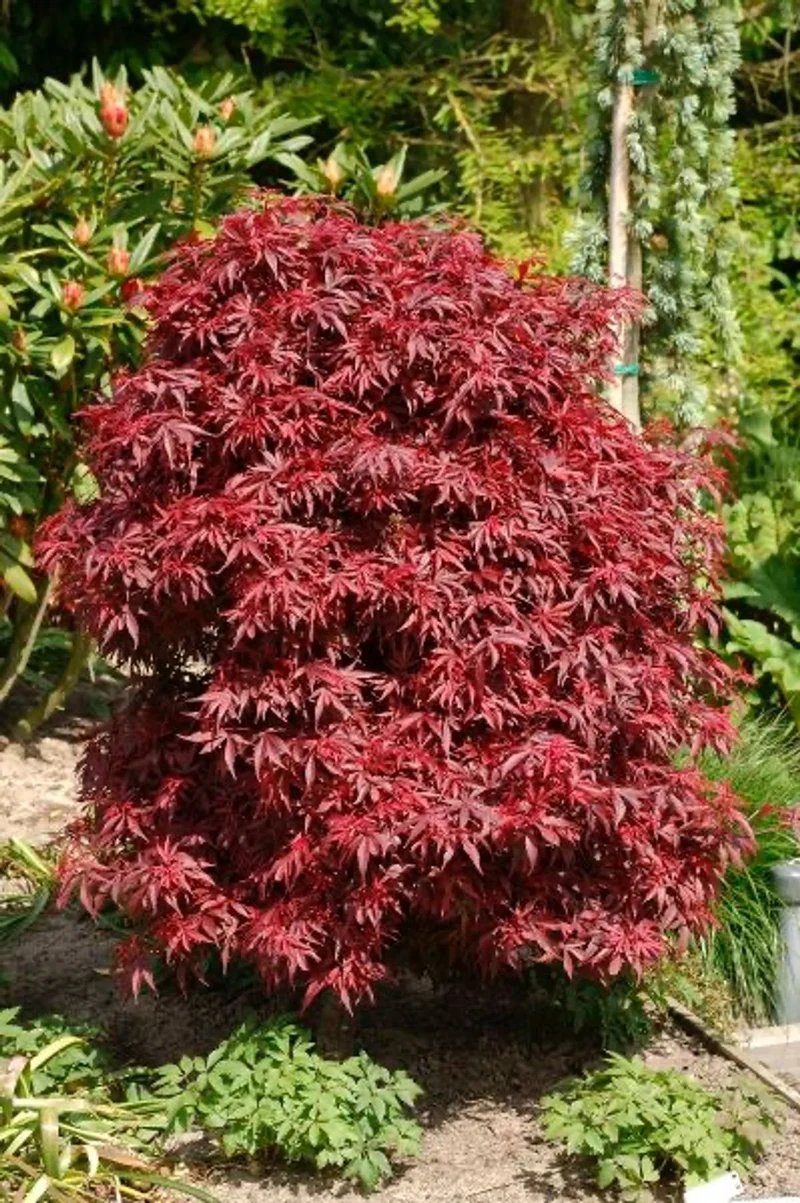 Acer palmatum (Japanischer Fächerahorn) (XL)