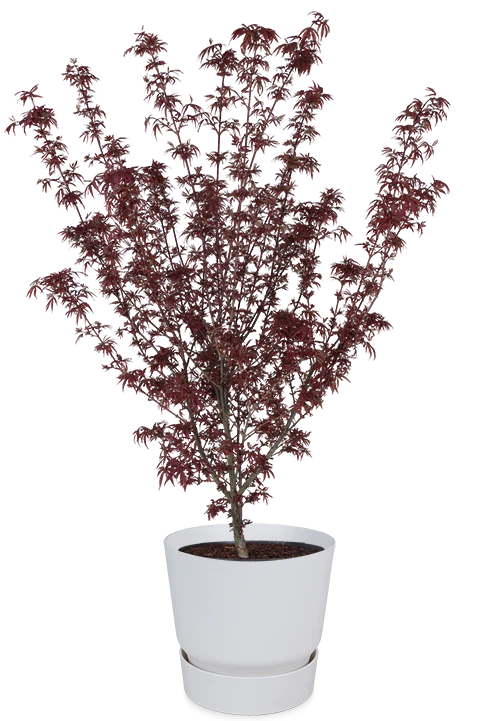 Acer palmatum (Japanischer Fächerahorn) (XL)