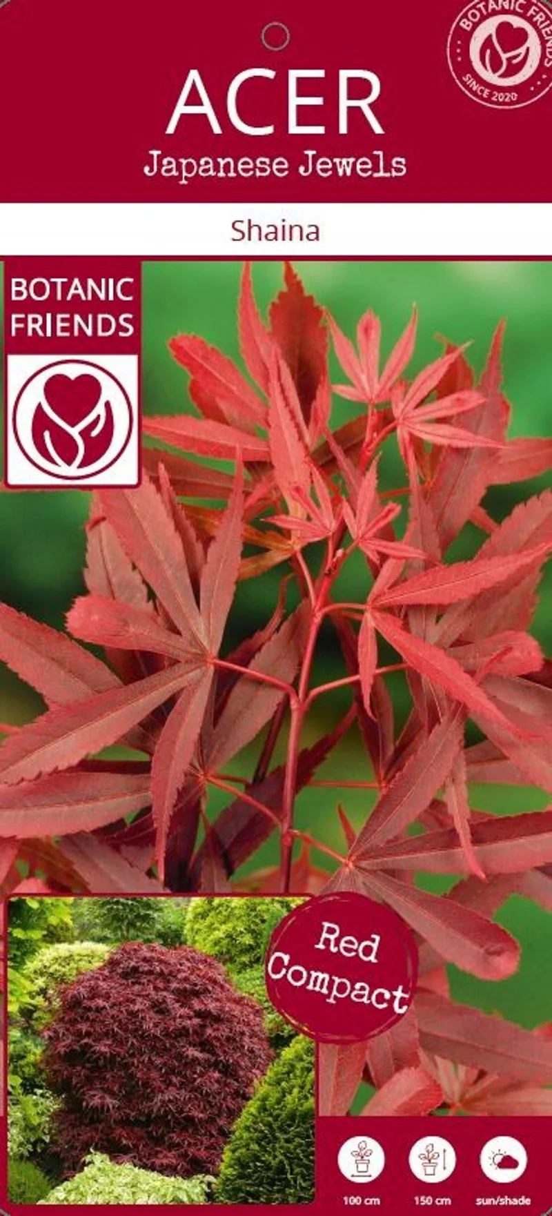 Acer palmatum (Japanischer Fächerahorn) (XL)