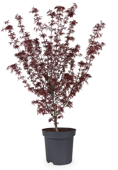 Acer palmatum (Japanischer Fächerahorn) (XL)