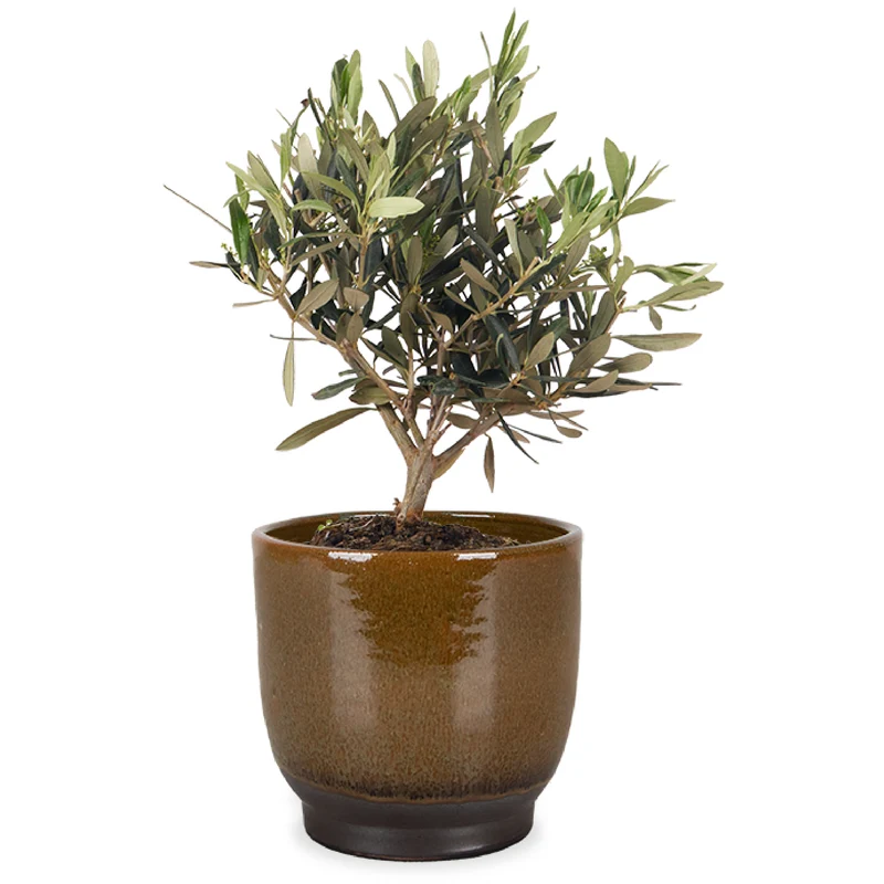 Olea (Olivenbaum) (S)