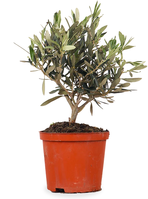 Olea (Olivenbaum) (S)