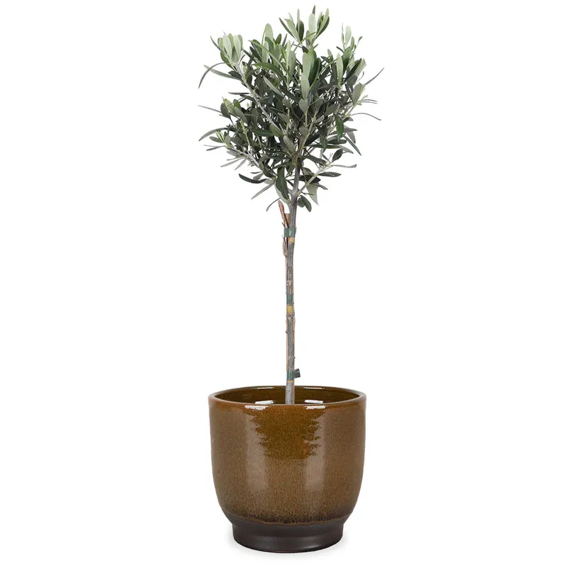 Olea (Olivenbaum) (S)