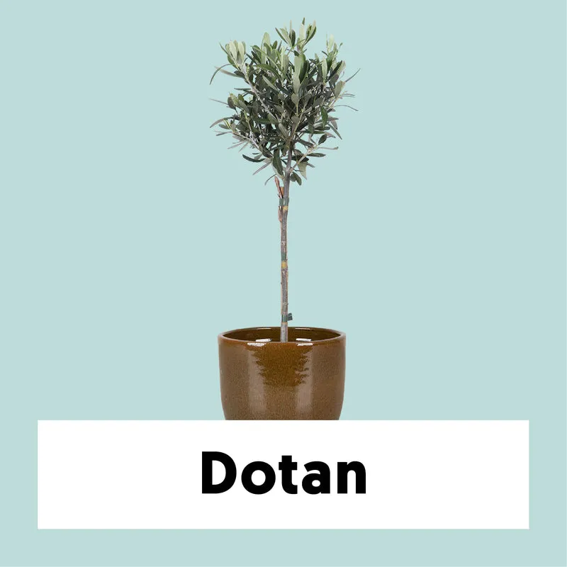 Olea (Olivenbaum) (S)