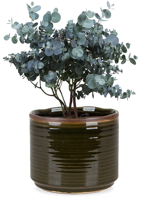 Eucalyptus gunnii (Mostgummi-Eukalyptus)