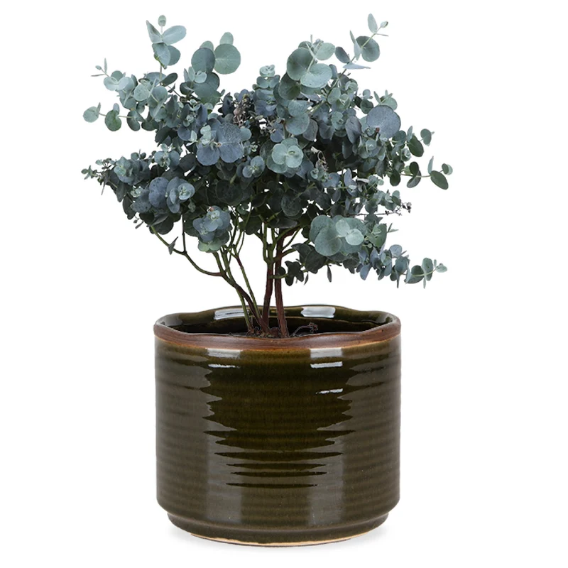 Eucalyptus gunnii (Mostgummi-Eukalyptus)