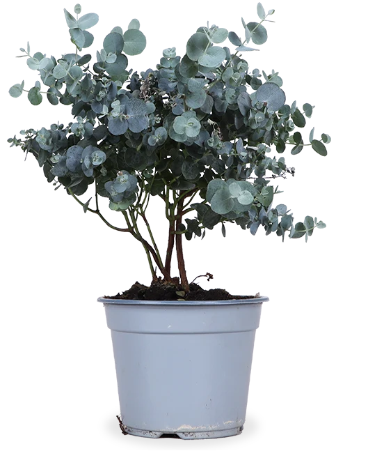 Eucalyptus gunnii (Mostgummi-Eukalyptus)