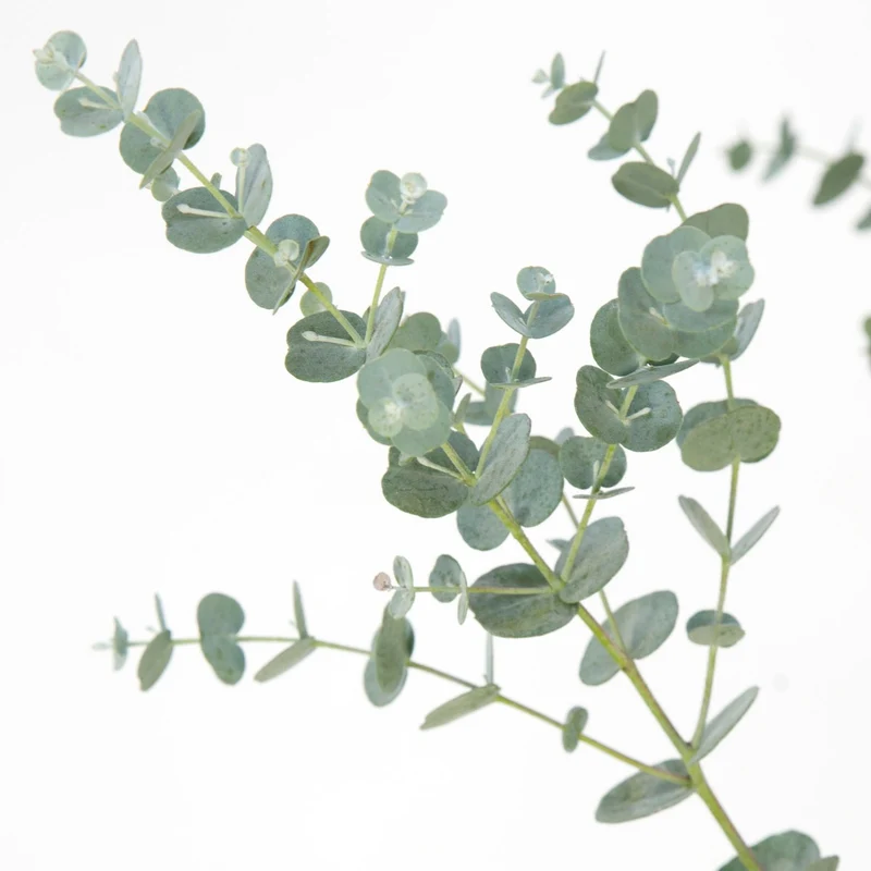 Eucalyptus gunnii (Mostgummi-Eukalyptus)