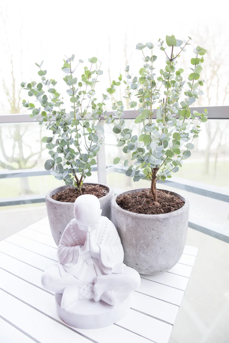 Eucalyptus gunnii (Mostgummi-Eukalyptus)